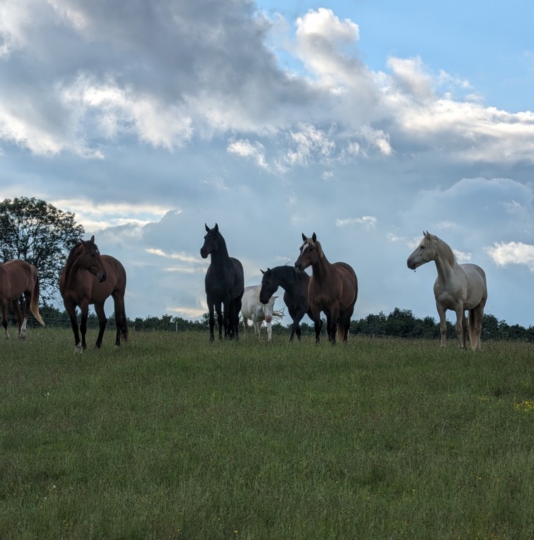 Trouepau de Chevaux