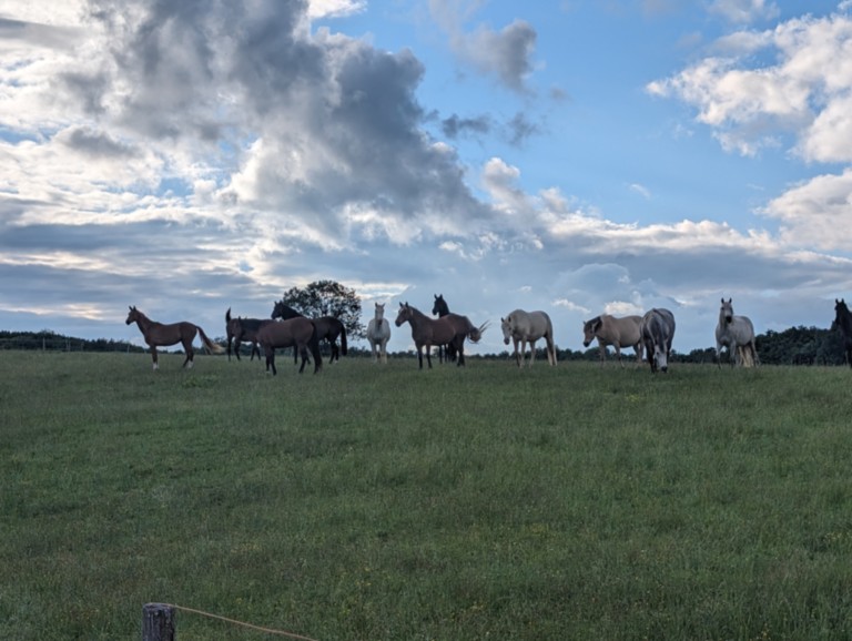 Troupeau de chevaux dans un pré nuage en fond