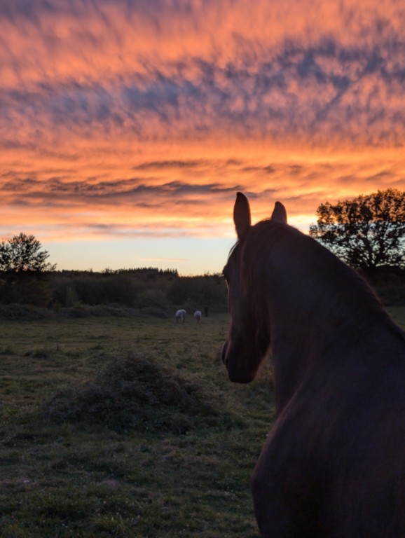 Cheval noir vu de dos avec troupeau dans le fond et couché de soleil