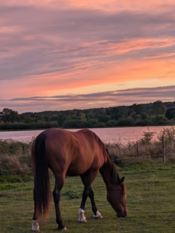 Cheval en train de paitre avec lac en fond et couché de soleil