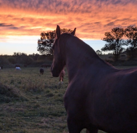 Cheval noir vu de dos coucher de soleil en fond 